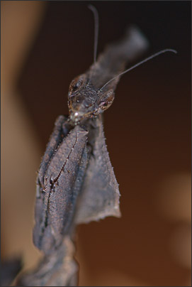 Weibchen einer Geistermantis (Phyllocrania paradoxa).<br />Nikon D200 mit AF Micro NIKKOR 200 mm 1:4D ED