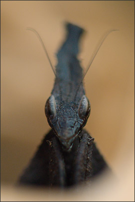 Makro-Portrait eines Weibchen der Geistermantis (Phyllocrania paradoxa) aus S�dafrika.<br />Nikon D200 mit AF Micro NIKKOR 200 mm 1:4D ED
